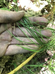 Sphenopholis intermedia