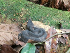 Bothrocophias hyoprora