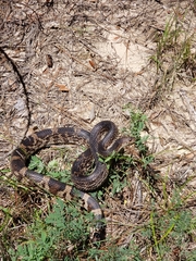 Pituophis melanoleucus mugitus