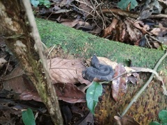 Bothrocophias hyoprora