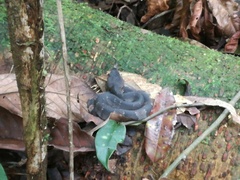 Bothrocophias hyoprora