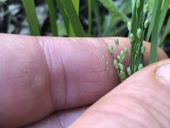 Dichanthelium depauperatum