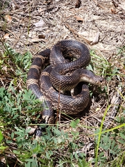 Pituophis melanoleucus mugitus