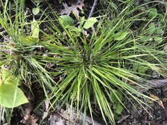 Dichanthelium depauperatum