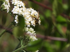 Euodynerus hidalgo viereckii