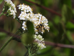 Euodynerus hidalgo viereckii