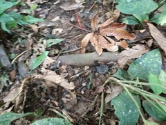 Bothrocophias hyoprora