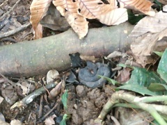 Bothrocophias hyoprora