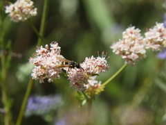 Euodynerus hidalgo viereckii