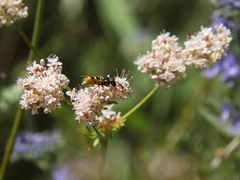 Euodynerus hidalgo viereckii