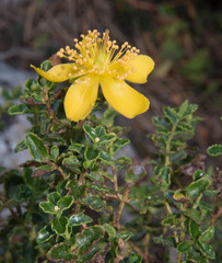 Hypericum balearicum