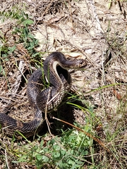 Pituophis melanoleucus mugitus