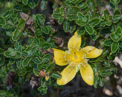 Hypericum balearicum