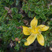 Hypericum balearicum - Photo (c) Don Loarie,  זכויות יוצרים חלקיות (CC BY), uploaded by Don Loarie