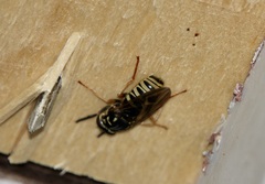 Temnostoma excentrica