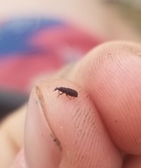 Dryophthorus americanus