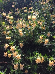 Diplacus grandiflorus