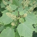 Mountain Maple - Photo (c) Tom Norton, some rights reserved (CC BY-NC), uploaded by Tom Norton