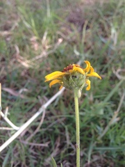 Helianthus laciniatus