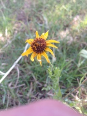 Helianthus laciniatus