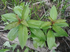 Lobelia cardinalis