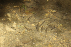 Notemigonus crysoleucas