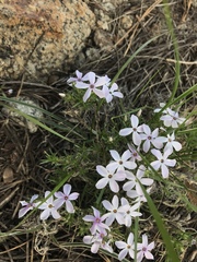 Phlox hoodii