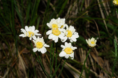 Tanacetum corymbosum