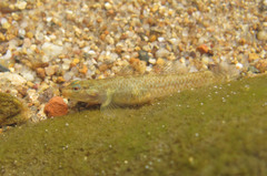Whitecheek Goby photo 2