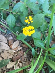Lantana × hybrida