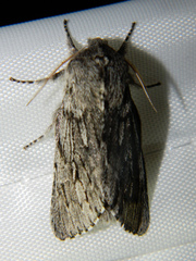 Brachionycha borealis