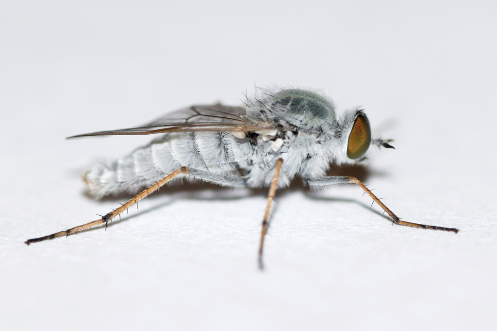 Pandivirilia albifrons