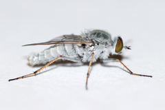 Pandivirilia albifrons