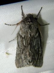 Brachionycha borealis