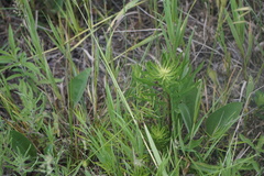 Liatris aspera