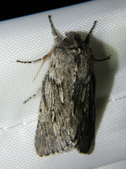 Brachionycha borealis