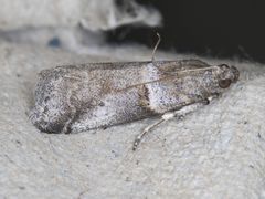 Acrobasis comptella
