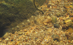 Rhinogobius similis
