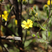 Madia chilensis - Photo (c) orlandomontes,  זכויות יוצרים חלקיות (CC BY-NC), uploaded by orlandomontes