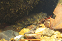 Rhinogobius similis