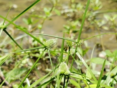 Cyperus hortensis