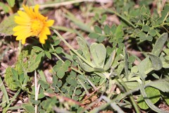 Amblyolepis setigera