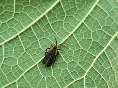 Leptoceletes basalis