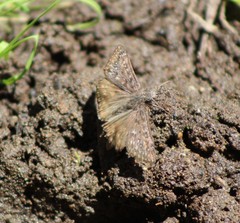 Erynnis persius