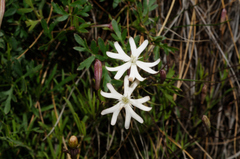 Silene saxifraga