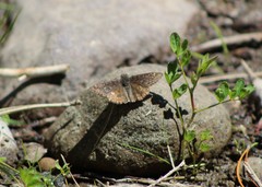 Erynnis persius