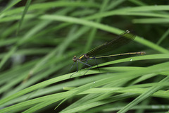 Calopteryx amata