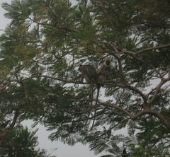 Semnopithecus priam thersites