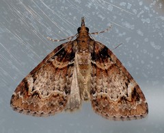 Microdes diplodonta