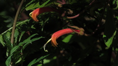 Centropogon asclepiadeus